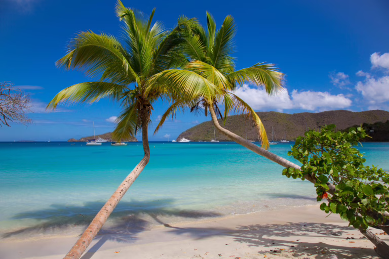 two palm trees leaning over maho bay beach, one of the best beaches us virgin islands st john